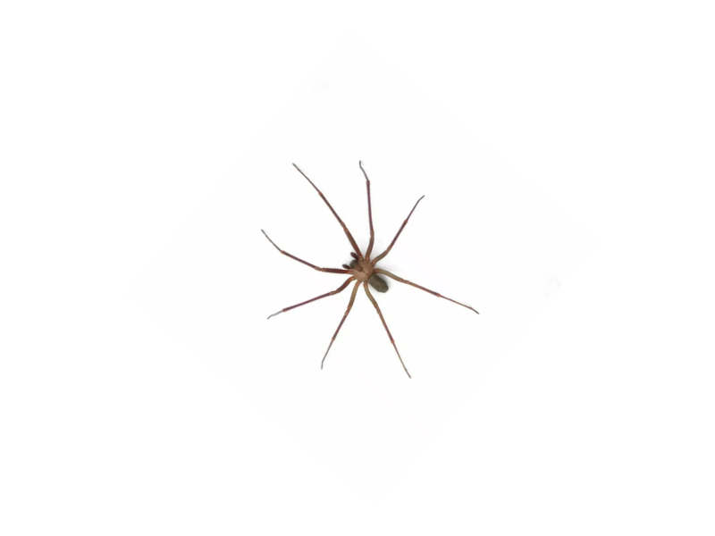What does a brown recluse look like?