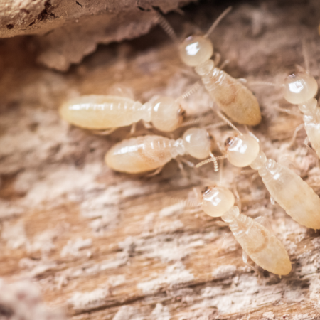 How to tell if you have Termites